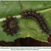 melitaea phoebe2 krasnodar larva1